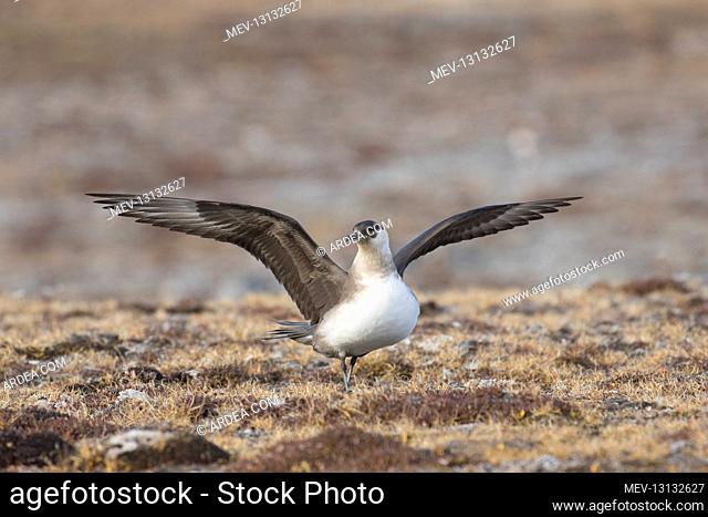 Arctic Skua, Parasitic Jaeger - adult bird flapping its wings - Norway