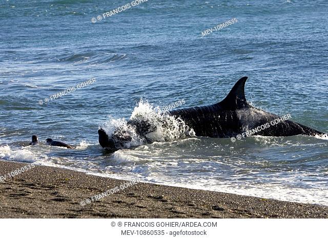 Orca / Killer whale - Orca hunting South American / Southern / Patagonian Sealion pup (Orcinus orca). on a beach at Punta Norte, Valdes Peninsula, Patagonia