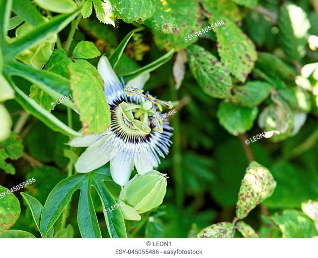 detail of passion flower in a meadow