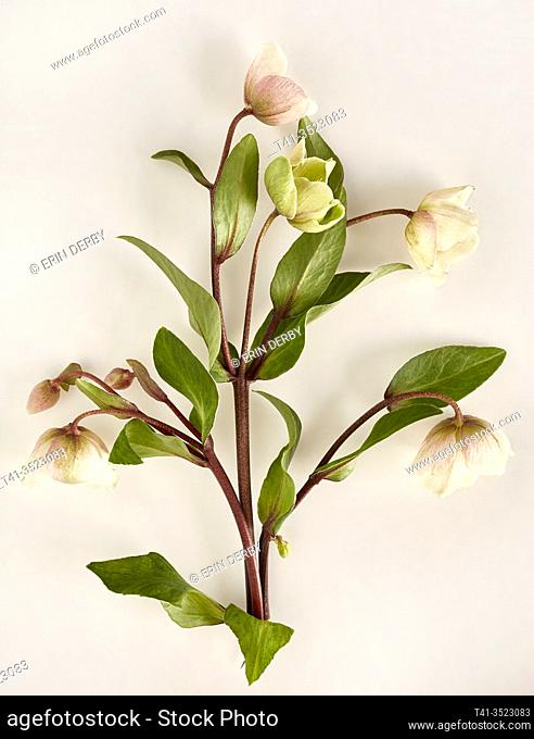 delicate hellebore flowers arranged artfully on a white surface