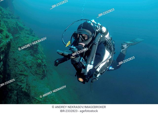Diver and Amphipod (Acanthogammarus victorii), Lake Baikal, Siberia, Russian Federation, Eurasia