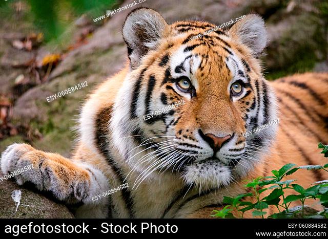 Siberian tiger panthera tigris altaica in zoo
