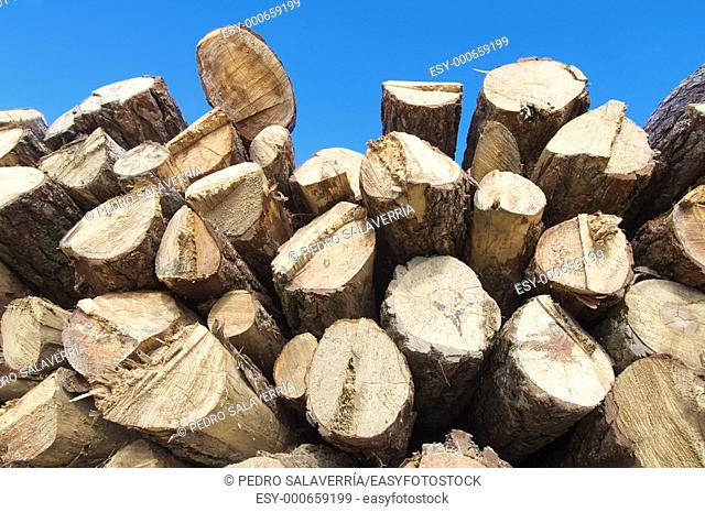 group of pine logs cut