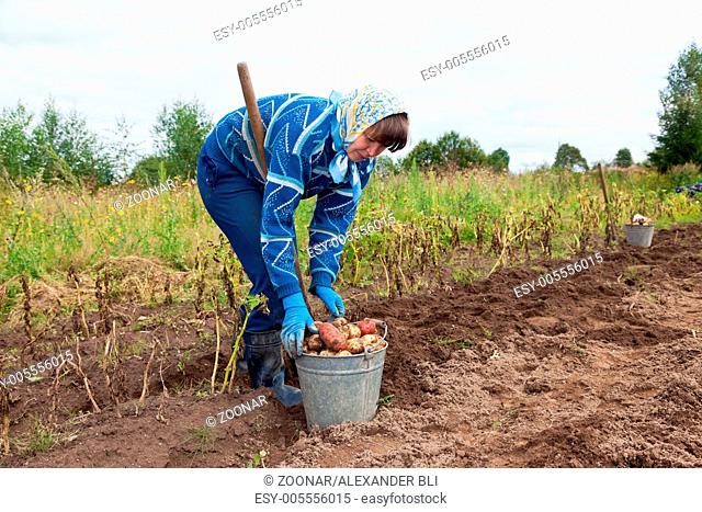 Young woman harvesting potato on the field