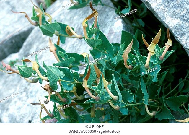 pistolochia Aristolochia pistolochia, blooming plant, Portugal