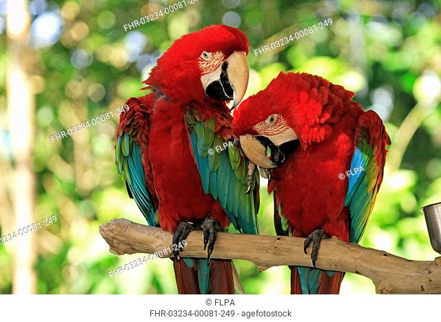 Red-and-Green Macaw Ara chloroptera adult pair, social behaviour