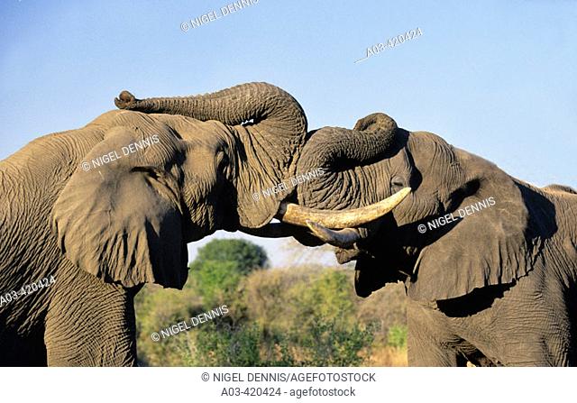 African Elephant. Loxodonta africana, Greeting, Sabi Sabi, Greater Kruger National Park, South Africa