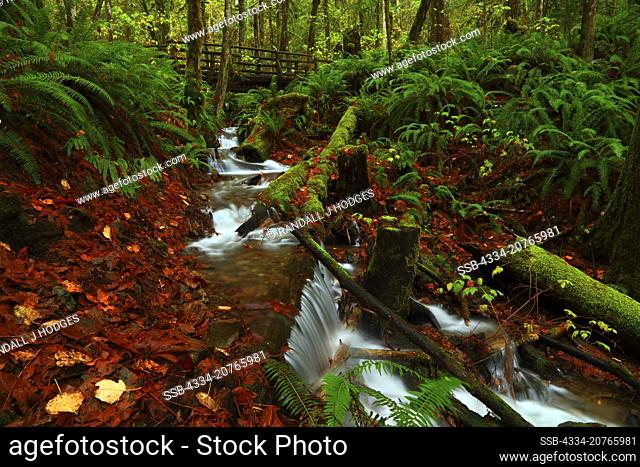Seasonal Creek Flowing Under a Hiker Bridge in a Rainforest Scene Along the Woody Trail in Wallace Falls State Park in Washington