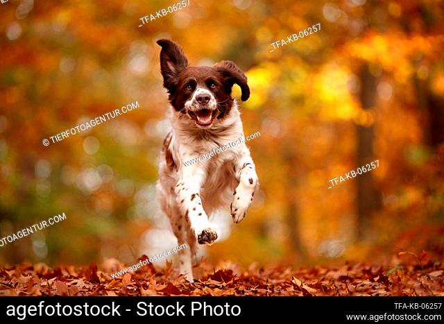 Dutch partridge dog in autumn