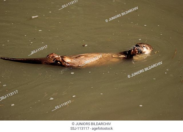 Canadian River Otter / North American River Otter - swimming / Lutra canadensis