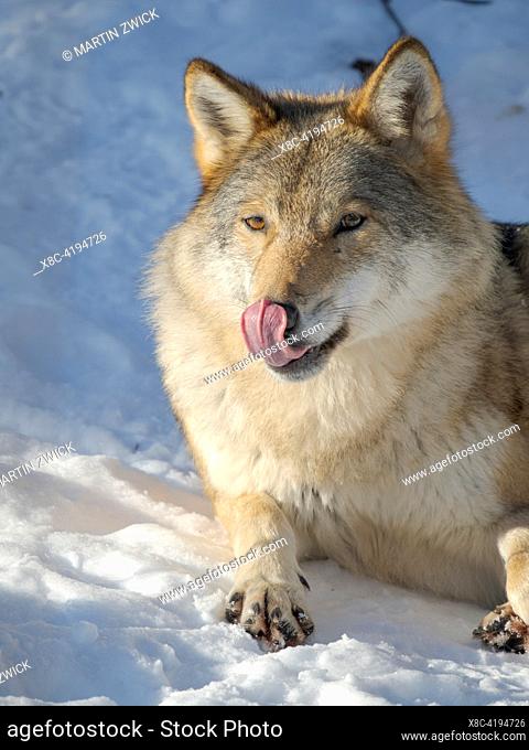 Wolf (Canis lupus, gray wolf) during winter, enclosure. Europe, Finland, Ranua Wildlife Park, March