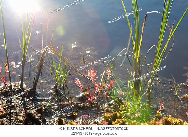 English sundew, also called Great sundew Drosera anglica, growing between mosses on the shore of a lake in northern Sweden