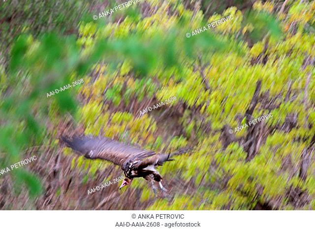 Hooded vulture diving down a hill fast, Zimbabwe