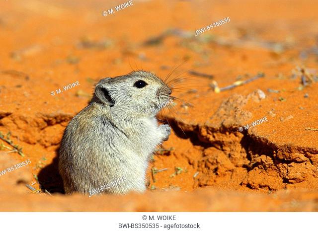 Brant's whistling rat (Parotomys brantsii), whistling rat looks out of the burrow, South Africa, Kgalagadi Transfrontier National Park