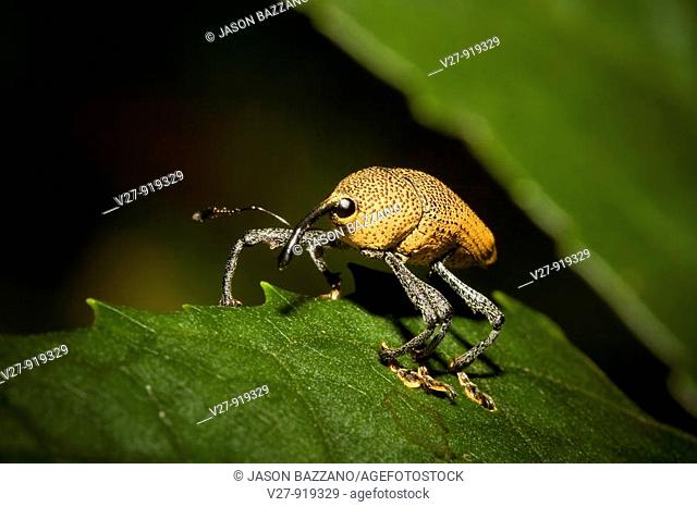 Yellow weevil, order Coleoptera, family Curculionidae  Photographed in the mountains of Costa Rica