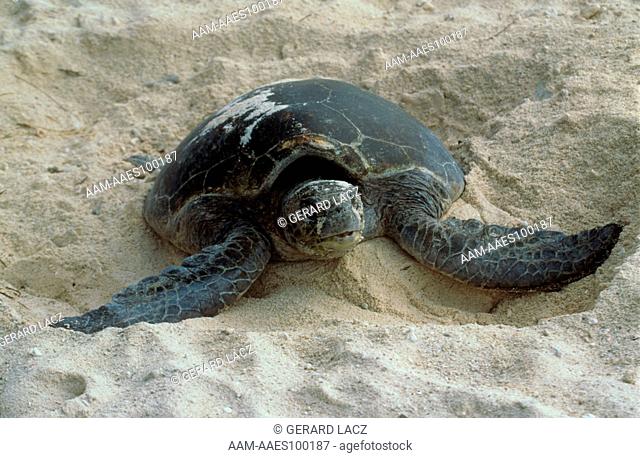 Loggerhead Sea Turtle (Caretta caretta), Australia