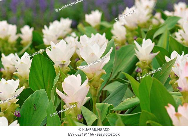 Curcuma alismatifolia, Siam tulip