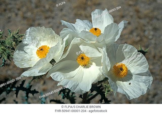 Prickly Poppy Argemone pleiacantha flowering, Arizona, U S A