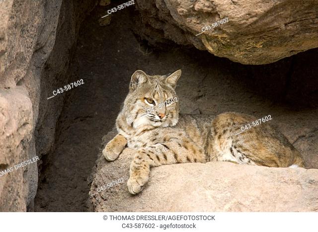 Bobcat (Lynx rufus) - Photographed in captivity in the Arizona-Sonora Desert Museum. Tucson, Arizona, USA