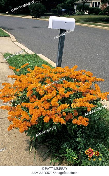 Private Mailbox on Sidewalk with Butterfly-Weed (Asclepias tuberosa), NJ New Jersey