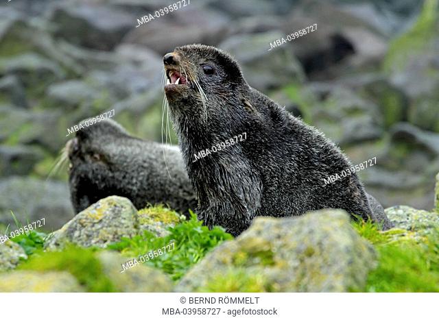 North America, the USA, Alaska, two northern sea bears
