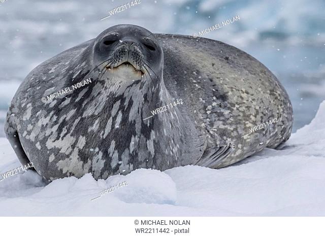 Adult Weddell seal (Leptonychotes weddellii), hauled out on ice in Buls' Bay, Brabant Island, Antarctica, Polar Regions