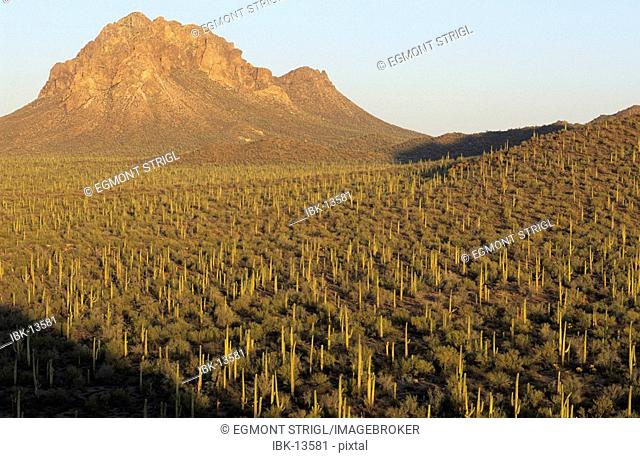 Valley with many Saguaro cacti at Ironwood National Monument