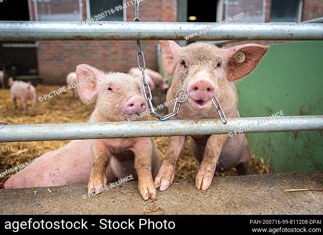 15 July 2020, Lower Saxony, Aurich: Pigs on an organic farm look out of their stalls while one of them has a chain in its mouth