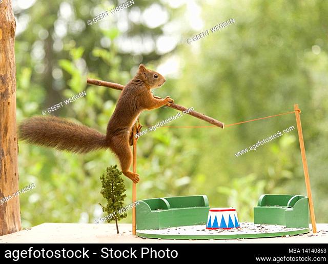 red squirrels on a rope with an stick