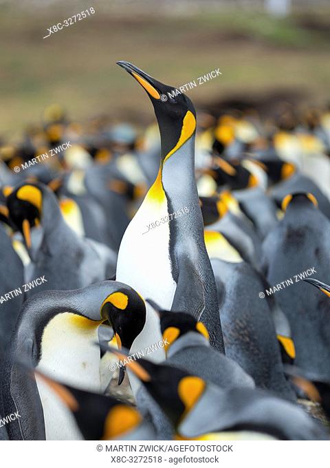 Adult runnig through rookery while being pecked at by neighbours. King Penguin (Aptenodytes patagonicus) on the Falkland Islands in the South Atlantic