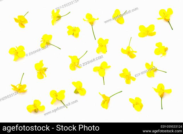 Rapeseed blossom isolated on white background. Brassica napus flowers. Top view