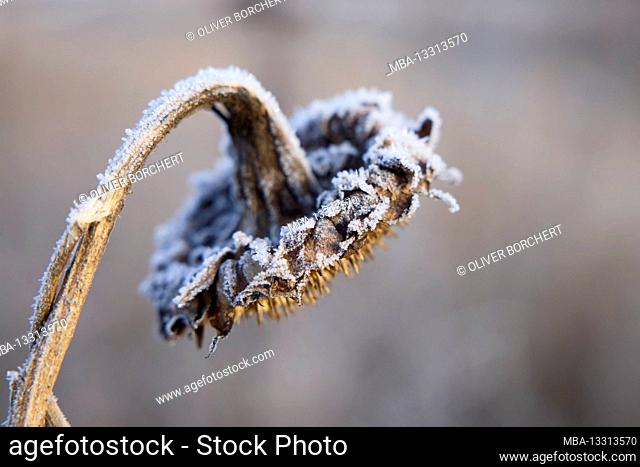 Sunflower, withered, hoarfrost