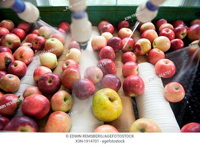 Apples being washed at a hard cider distillery, Jefferson Maryland USA