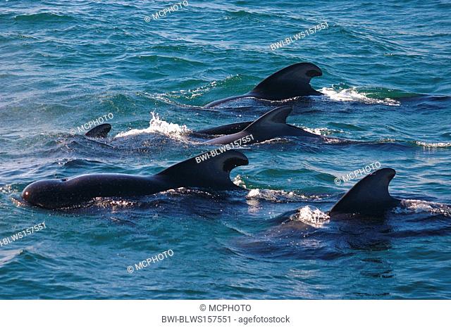 short-finned pilot whale, pothead whale, shortfin pilot whale, Pacific pilot whale, blackfish Globicephala macrorhynchus, group, Mexico, Baja California