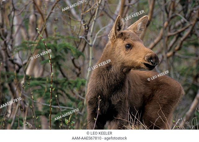 Alaskan Moose Calf (A. alces), Denali NP, AK
