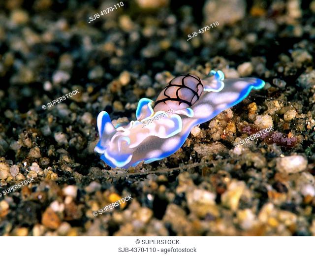 Bubble Sea Snail Feeding on Sea Bottom