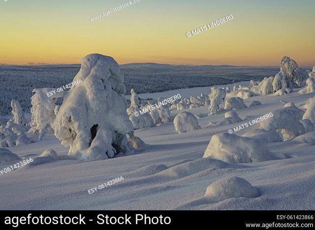 Winter landscape at sunset with plenty of snow on the trees and colorful sky, Gällivare county, Swedish Lapland, Sweden