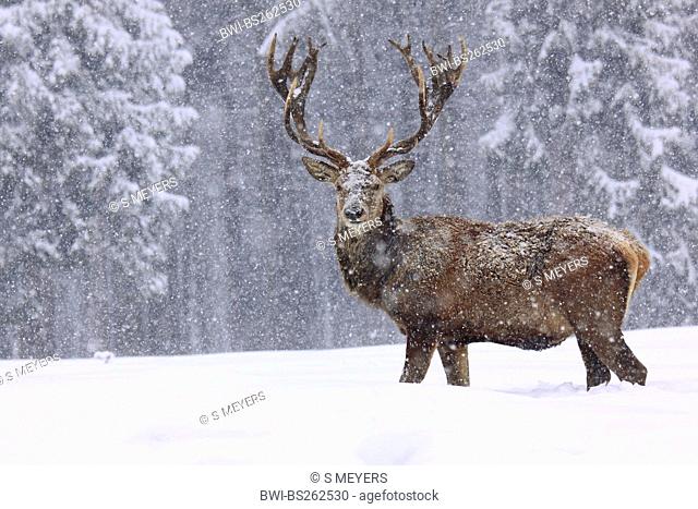 red deer Cervus elaphus, bull standing in deep snow at the edge of a forest during heavy snowfall, Germany, Saxony