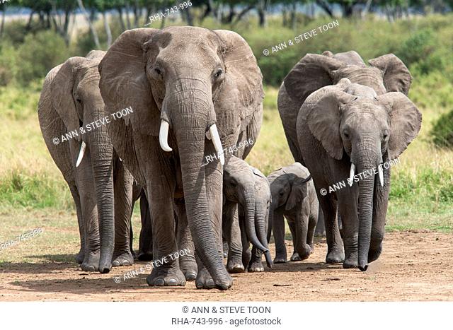 Elephant (Loxodonta africana) herd walking to the river to drink, Masai Mara National Reserve, Kenya, East Africa, Africa