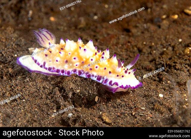 A bumpy mexichromis with yellow and purple highlights crawls across the bottom of Tulamben bay