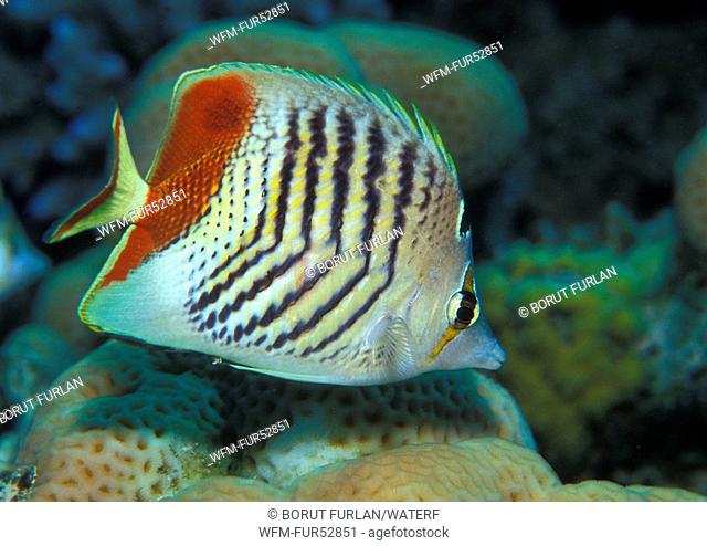 Red Sea Chevron Butterflyfish, Chaetodon paucifasciatus, Sharm el Sheikh, Sinai, Red Sea, Egypt