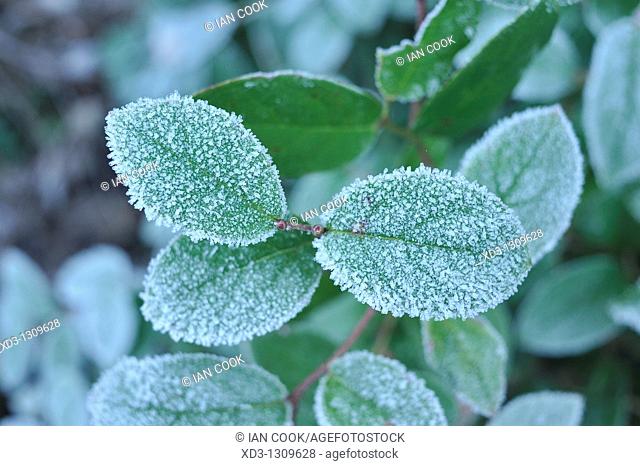 Frost on Salal (Gaultheria shallon) leaves, Stanley Park, Vancouver, British Columbia, Canada