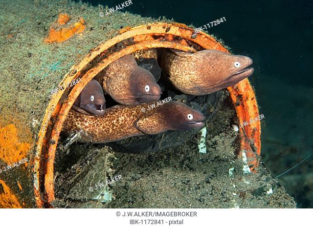 White-eyed Moray Eels (Siderea thyrsoidea) using an old tin can as habitation, Indonesia, Southeast Asia