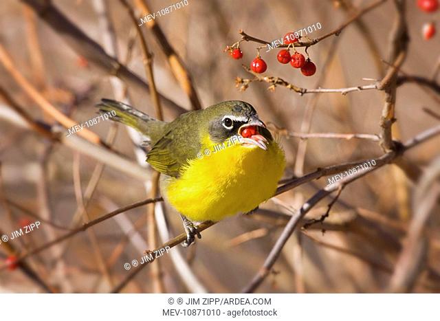 Yellow-breasted Chat - in winter. (Icteria virens). Connecticut