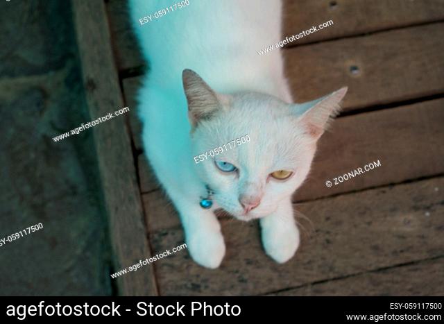 Closeup White Turkish Angora cat with heterochromia eyes lying on a brown wooden floor - top view