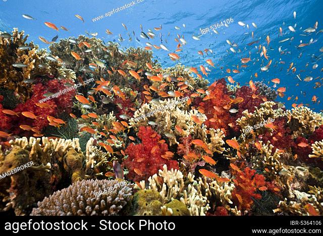 Flagfish in Coral Reef, Gau, Lomaiviti, Fiji, Fiji Islands, Sea goldie (Pseudanthias squamipinnis), Harem Flagfish, Fiji, Oceania