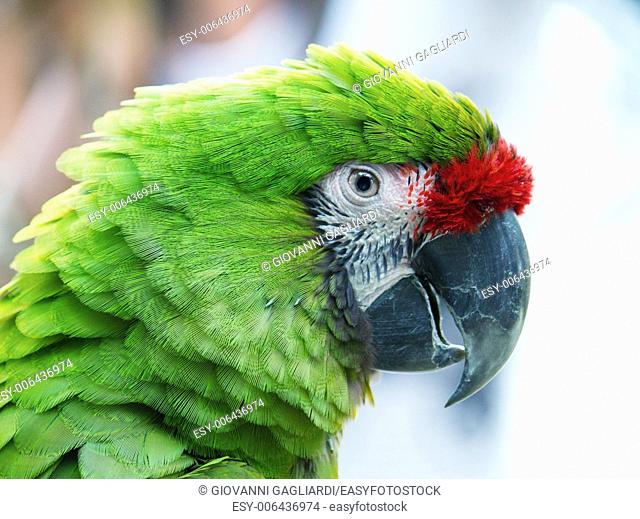 Green Parrot isolated on blurred background