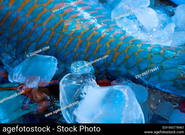 Closeup of turquoise parrot fish tail preserved on ice at fishmarket