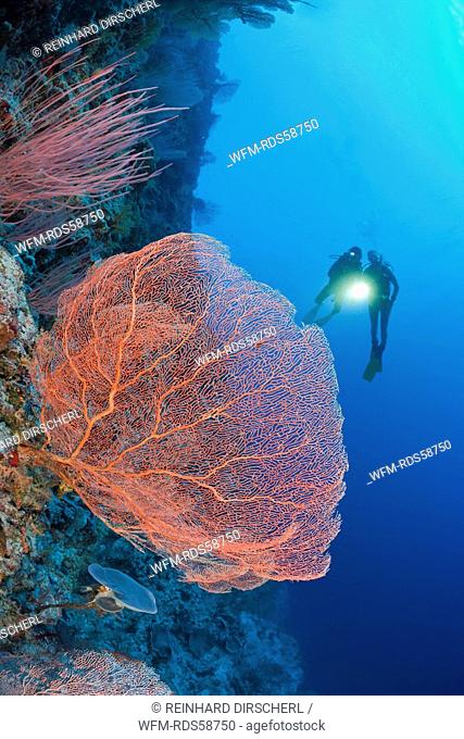 Giant Sea Fan and Diver, Annella mollis, Peleliu Wall, Micronesia, Palau