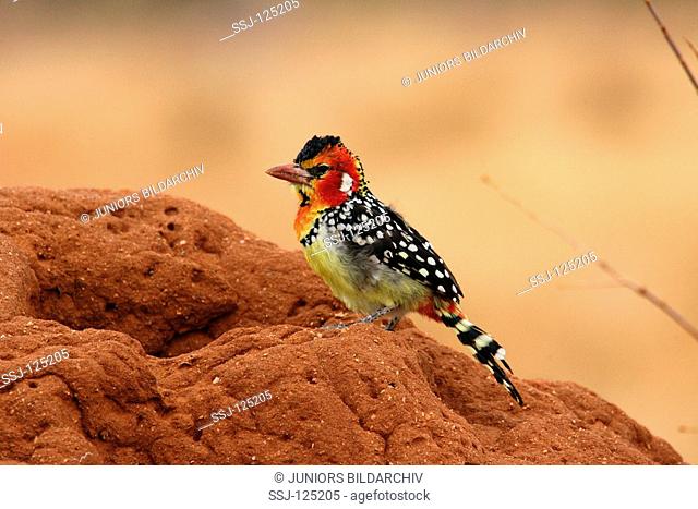 red & yellow barbet / Trachyphonus erythrocephalus